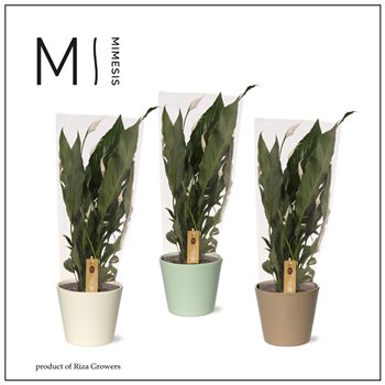 Spatifil sweet benito 5+ - In Amanda ceramic 55cm 13cm Q4798