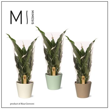 Spatifil sweet chico 5+ - In Amanda ceramic 55cm 13cm Q4801