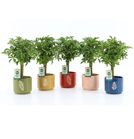 Šeflera arboricola luseana Luseana in Artistique ceramic 2 pp 40cm 13cm Q4839