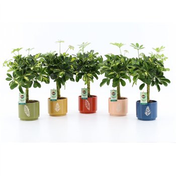 Šeflera arboricola gold capella Gold Capella in Artistique ceramic 2 pp 40cm 13cm Q4847