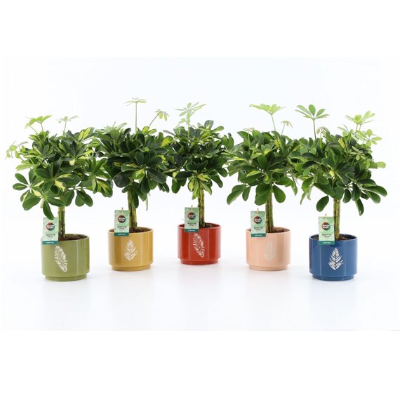 Šeflera arboricola gold capella Gold Capella in Artistique ceramic 2 pp 40cm 13cm Q4847