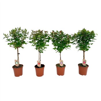 Vrtnica mix kar Roos on stem mixtray 9 stems plnt 75cm 17cm Q4912