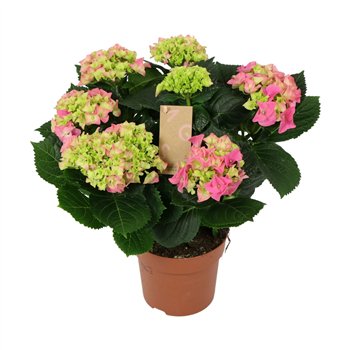 Hortenzija macr  early rosa Pink 7+ 40cm 14cm Q4920