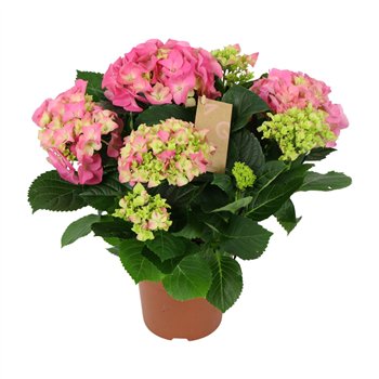 Hortenzija macr  early rosa Pink 5+ 40cm 14cm Q4921