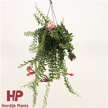 Aeschynanthus twister 40cm 15cm Q76