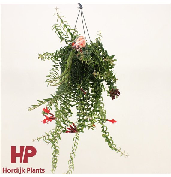 Aeschynanthus twister 40cm 15cm Q76