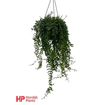 Aeschynanthus japhrolepis 35cm 15cm Q77