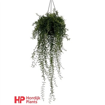 Aeschynanthus Green Star 35cm 15cm Q80