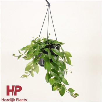 Aeschynanthus mona lisa 25cm 15cm Q82