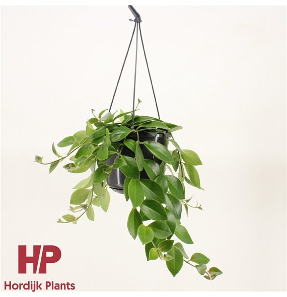 Aeschynanthus mona lisa 25cm 15cm Q82