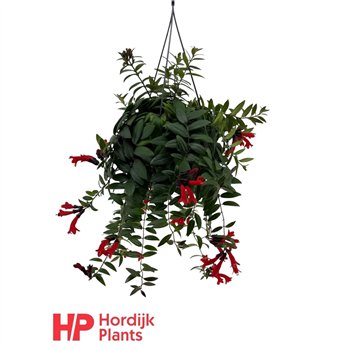 Aeschynanthus caro improved 35cm 15cm Q89