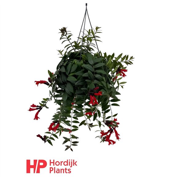 Aeschynanthus caro improved 35cm 15cm Q89