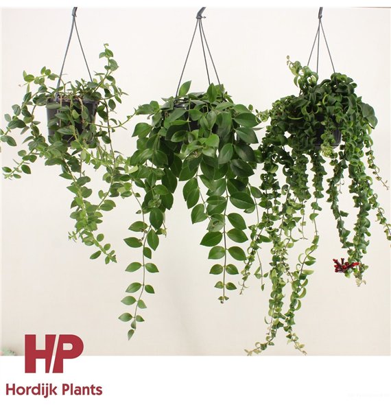 Aeschynanthus radicans Mix Krul&plat 35cm 15cm Q92