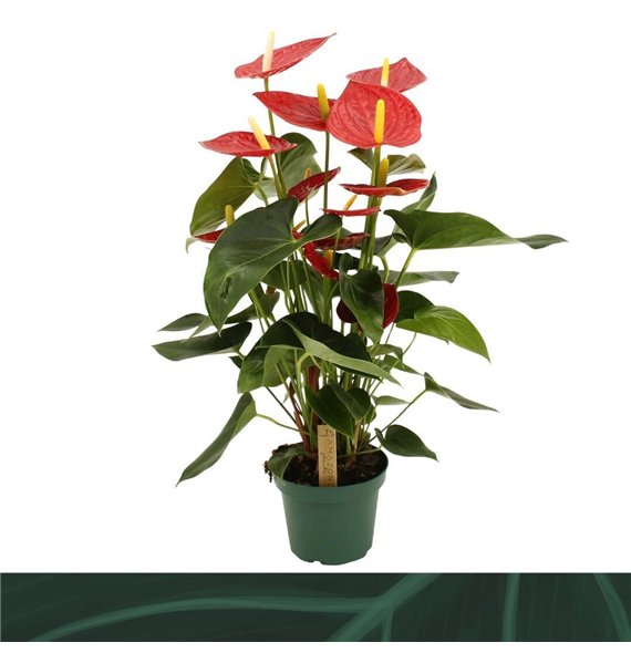Anthurium andr  tremendo Tremendo 14cm5 fl 50cm 14cm Q332