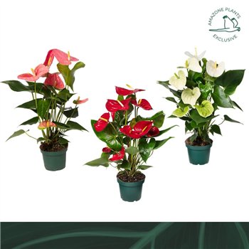 Anthurium andr  mix 4 colours 14cm kleuren5 fl 50cm 14cm Q377