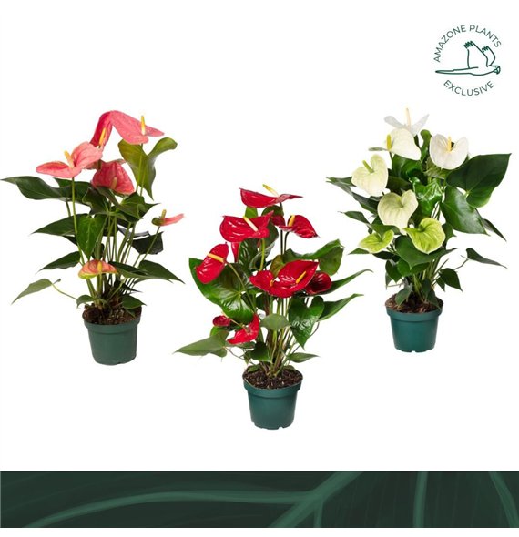 Anthurium andr  mix 4 colours 14cm kleuren5 fl 50cm 14cm Q377