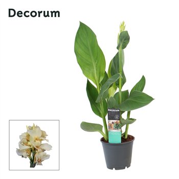Canna alaska Alaska (Decorum) 45cm 14cm Q1917