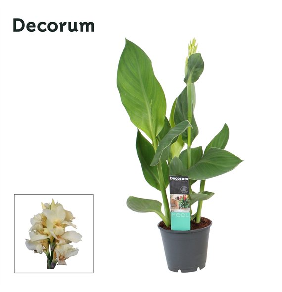 Canna alaska Alaska (Decorum) 45cm 14cm Q1917