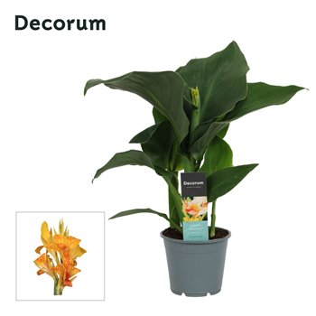 Canna tenerife Tenerife (Decorum) 45cm 14cm Q1920