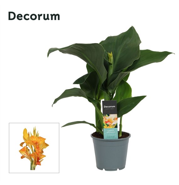 Canna tenerife Tenerife (Decorum) 45cm 14cm Q1920