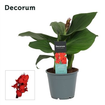 Canna kreta Kreta (Decorum) 45cm 14cm Q1927