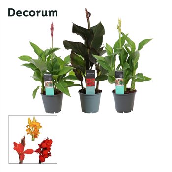 Canna island serie mix Mix (Decorum) 45cm 14cm Q1979