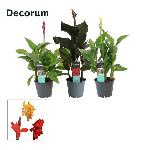 Canna island serie mix Mix (Decorum) 45cm 14cm Q1979