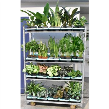 Plants mixkar Mixkar div  groene plants 14 cm 1 pp 45cm 14cm Q3600