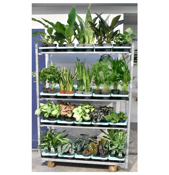 Plants mixkar Mixkar div  groene plants 14 cm 1 pp 45cm 14cm Q3600