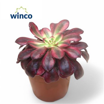 Aeonium Medusa1 pp 14cm 8.5cm Q66