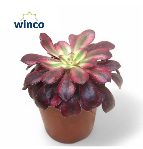Aeonium Medusa1 pp 14cm 8.5cm Q66