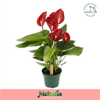 Anthurium andr  melodia Melodia 6 fl 45cm 14cm Q323