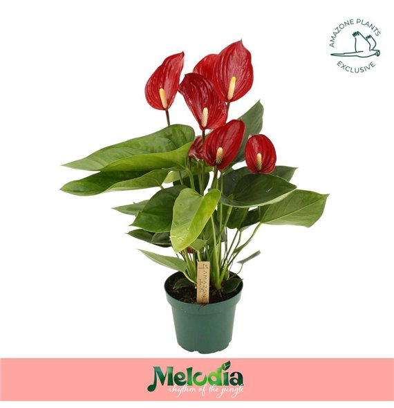 Anthurium andr  melodia Melodia 6 fl 45cm 14cm Q323