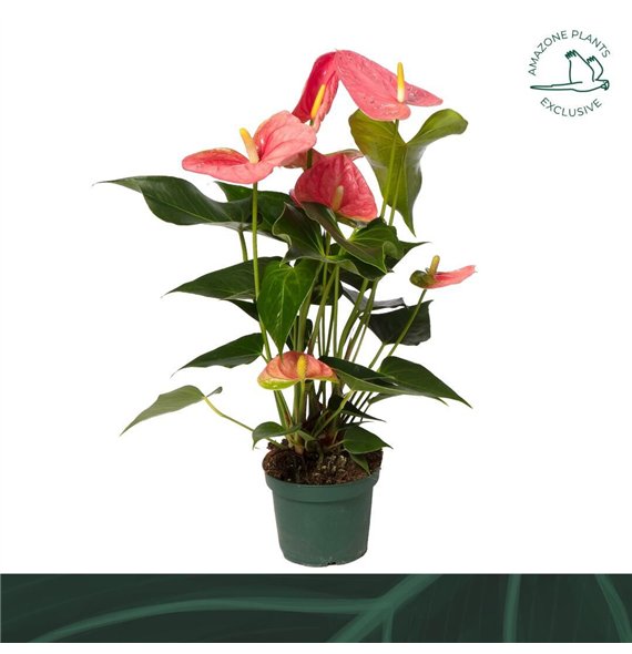Anthurium andr  colorado Colorado 14cm5 fl 50cm 14cm Q343