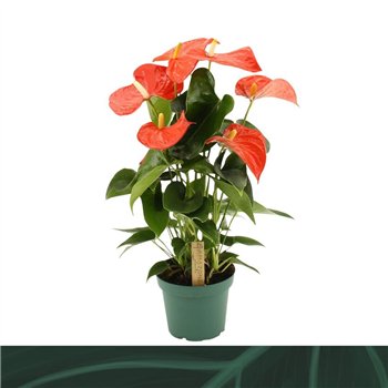 Anthurium andr  Florida 14cm5 fl 50cm 14cm Q346
