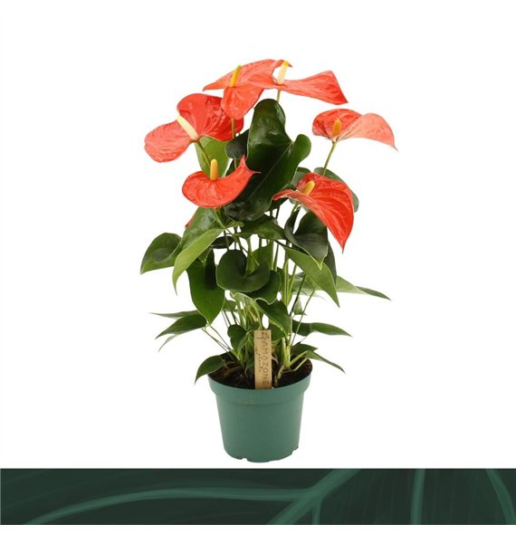 Anthurium andr  Florida 14cm5 fl 50cm 14cm Q346
