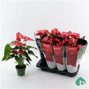 Anthurium andr  michigan Royal Red Big Flowers Michigan 5 fl 50cm 14cm Q357