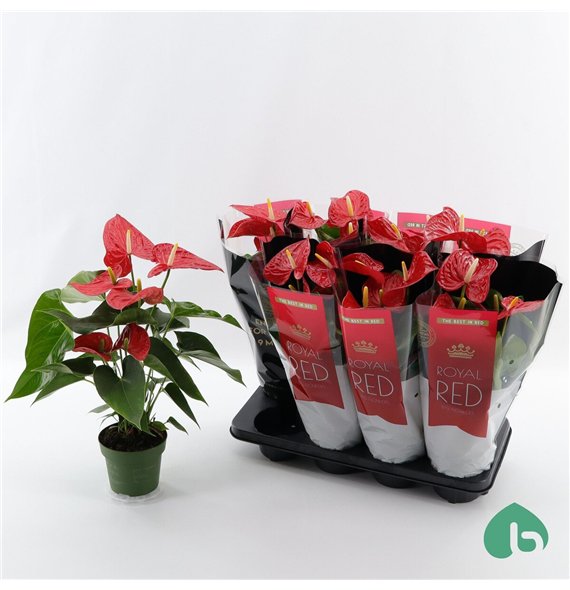 Anthurium andr  michigan Royal Red Big Flowers Michigan 5 fl 50cm 14cm Q357