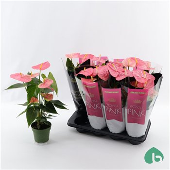 Anthurium andr  colorado Royal Pink Big Flowers Colorado 5 fl 50cm 14cm Q358
