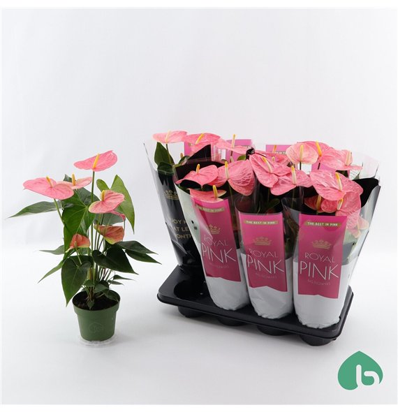 Anthurium andr  colorado Royal Pink Big Flowers Colorado 5 fl 50cm 14cm Q358