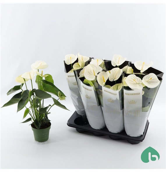 Anthurium andr  alpine Royal White Big Flowers Alpine 5 fl 50cm 14cm Q359