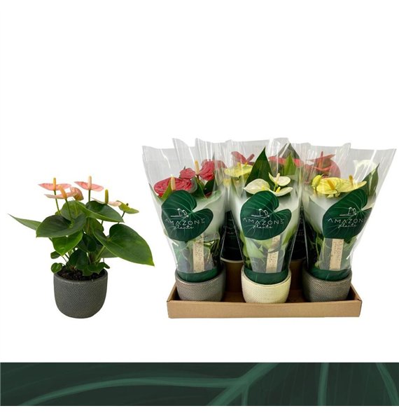 Anthurium andr  mix 4 colours - Luxe keramiek3 fl 25cm 9cm Q366