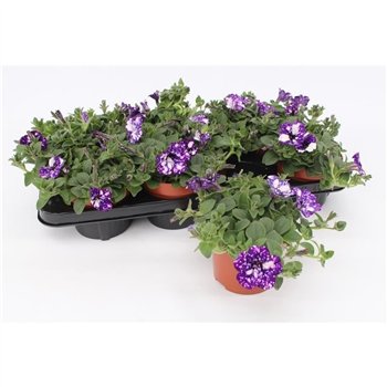 Petunia nightsky Night Sky1 pp 15cm 13cm Q656