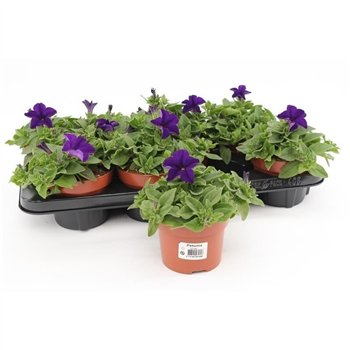 Petunia famous blue Dark Blue1 pp 25cm 13cm Q660