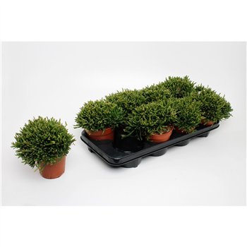 Rhipsalis ewaldiana 15cm 12cm Q790