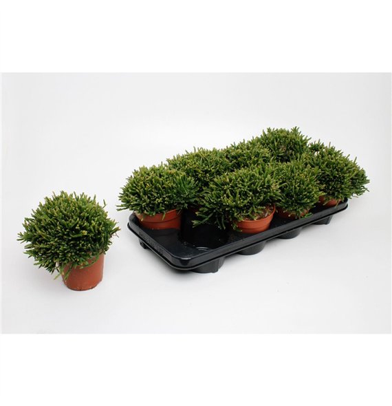 Rhipsalis ewaldiana 15cm 12cm Q790