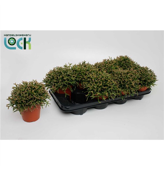 Rhipsalis burchellii 15cm 12cm Q792