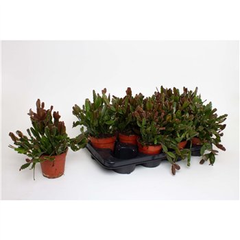 Rhipsalis Agudoensis 15cm 12cm Q797