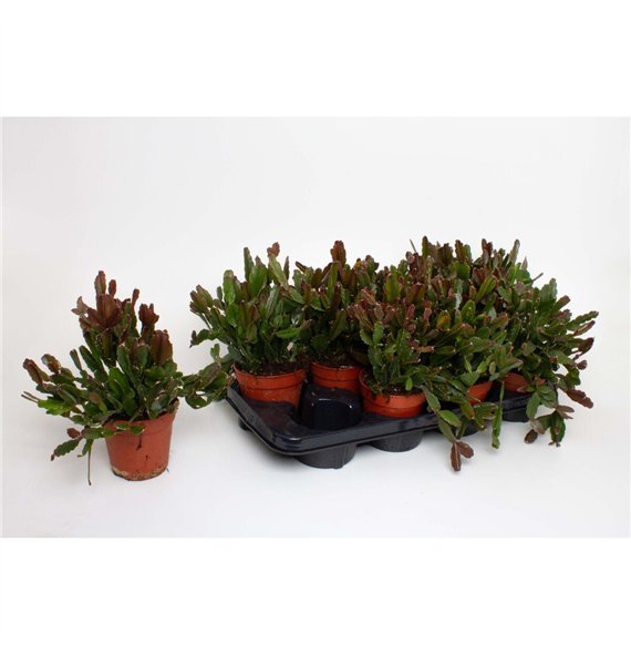 Rhipsalis Agudoensis 15cm 12cm Q797