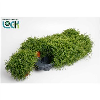 Rhipsalis Cassutha 15cm 12cm Q798